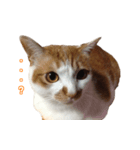 うちの自慢の猫たちver1.00（個別スタンプ：4）