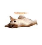 うちの自慢の猫たちver1.00（個別スタンプ：5）