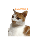 うちの自慢の猫たちver1.00（個別スタンプ：6）
