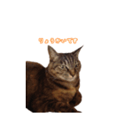 うちの自慢の猫たちver1.00（個別スタンプ：7）