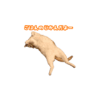 うちの自慢の猫たちver1.00（個別スタンプ：8）