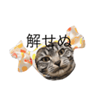 猫のてんちゃん日々スタンプ（個別スタンプ：1）
