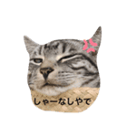 猫のてんちゃん日々スタンプ（個別スタンプ：2）