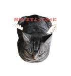猫のてんちゃん日々スタンプ（個別スタンプ：5）