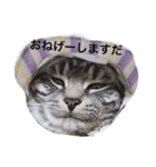 猫のてんちゃん日々スタンプ（個別スタンプ：6）