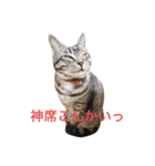 猫のてんちゃん日々スタンプ（個別スタンプ：7）