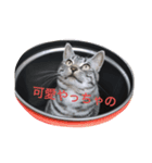 猫のてんちゃん日々スタンプ（個別スタンプ：8）