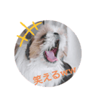 あにたんの日常（個別スタンプ：2）
