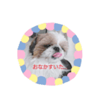 あにたんの日常（個別スタンプ：6）