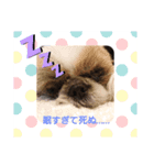 あにたんの日常（個別スタンプ：8）