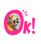 ペットペットラブラブ（個別スタンプ：5）
