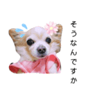 チワワのすもこねえさん4（個別スタンプ：1）