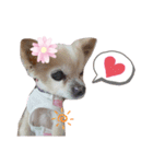 チワワのすもこねえさん4（個別スタンプ：3）