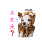 チワワのすもこねえさん4（個別スタンプ：4）