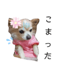 チワワのすもこねえさん4（個別スタンプ：5）