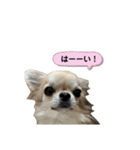 ロングコートチワワのこうめさん 3（個別スタンプ：4）