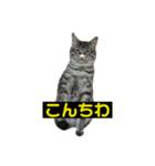 私のペット 三兄弟（個別スタンプ：1）