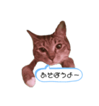 私のペット 三兄弟（個別スタンプ：2）