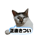 私のペット 三兄弟（個別スタンプ：3）
