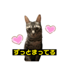 私のペット 三兄弟（個別スタンプ：4）