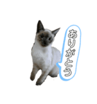 私のペット 三兄弟（個別スタンプ：5）