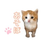 スコファミリー2（個別スタンプ：1）