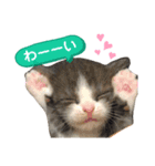 スコファミリー2（個別スタンプ：2）