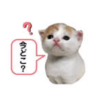 スコファミリー2（個別スタンプ：4）