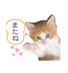 スコファミリー2（個別スタンプ：5）