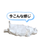 スコファミリー2（個別スタンプ：7）