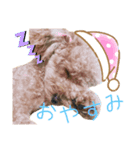 トイプードルのかんわいい日常（個別スタンプ：4）