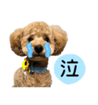 トイプードルのかんわいい日常（個別スタンプ：8）