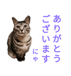 猫猫三姉妹スタンプ（Cat sisters）（個別スタンプ：5）