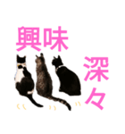 猫猫三姉妹スタンプ（Cat sisters）（個別スタンプ：6）