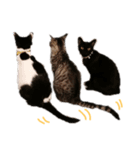 猫猫三姉妹スタンプ（Cat sisters）（個別スタンプ：7）