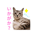 猫猫三姉妹スタンプ（Cat sisters）（個別スタンプ：8）