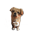 愛犬むぎたろす（個別スタンプ：1）