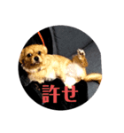 愛犬むぎたろす（個別スタンプ：2）