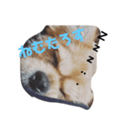 愛犬むぎたろす（個別スタンプ：3）