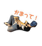 愛犬むぎたろす（個別スタンプ：5）