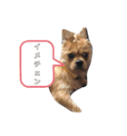 愛犬むぎたろす（個別スタンプ：6）