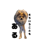 愛犬むぎたろす（個別スタンプ：7）