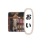 愛犬むぎたろす（個別スタンプ：8）