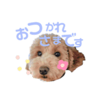 むぎちゃんスタンプ♡（個別スタンプ：6）