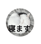 まるミラ（個別スタンプ：1）