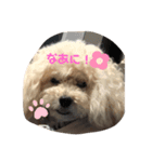 さくらのアホスタンプ（個別スタンプ：4）