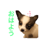 愛しのちくわ（個別スタンプ：1）