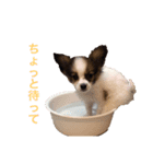 愛しのちくわ（個別スタンプ：6）