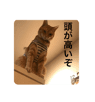 みちょの助みちょ太郎（個別スタンプ：8）