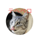猫のちぃーたん（個別スタンプ：1）